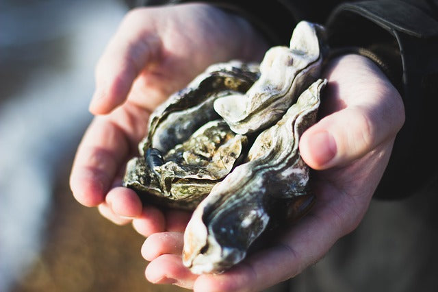 Pairing Oysters with Sherry: When are oysters 'in season'?